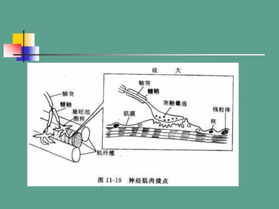 骨骼肌收缩及舒张ppt课件_第3页