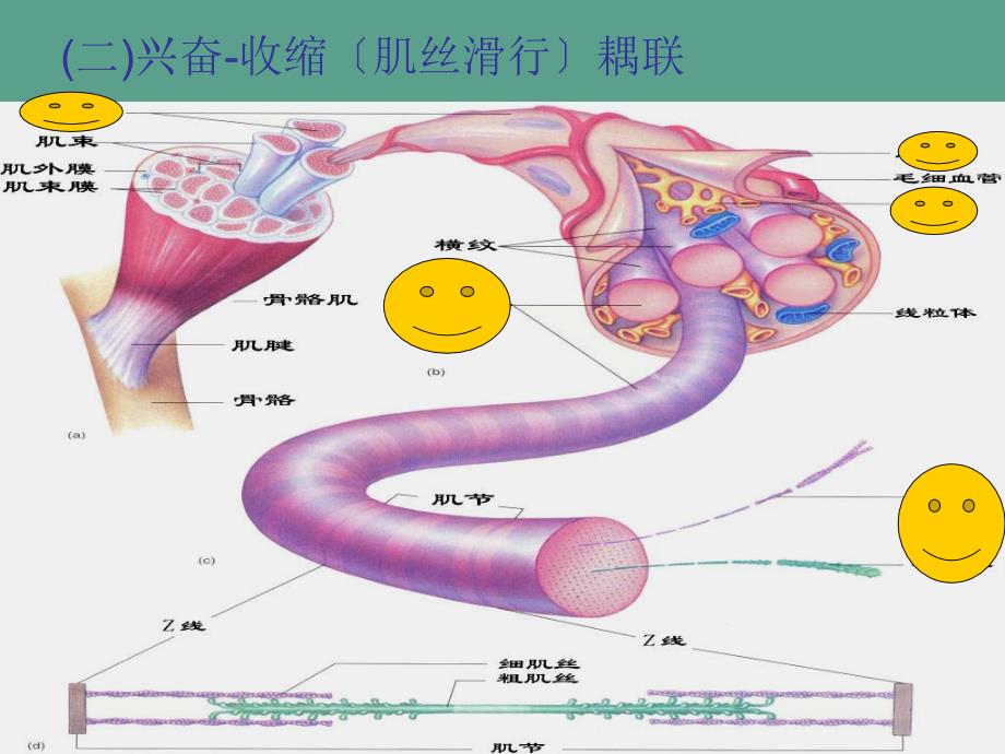 骨骼肌收缩及舒张ppt课件_第4页