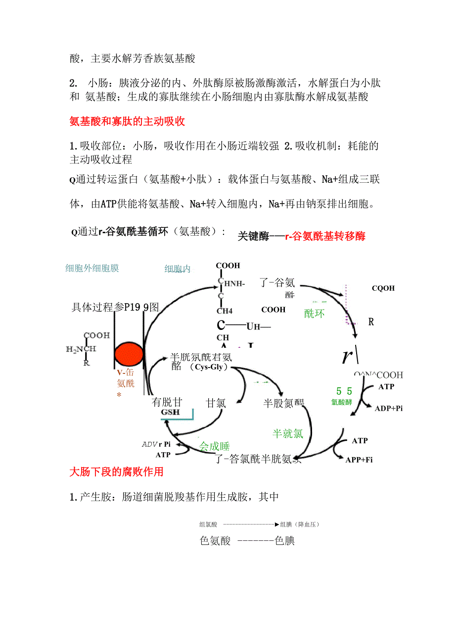 生物化学氨基酸代谢知识点总结_第3页