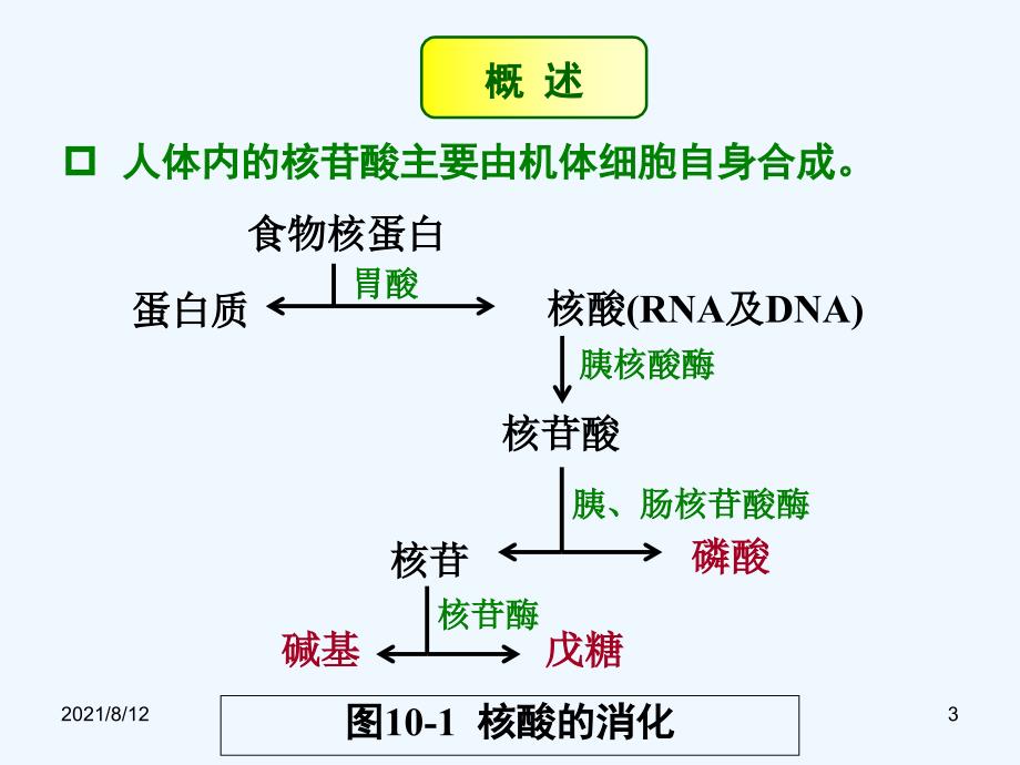 核苷酸代谢讲座_第3页