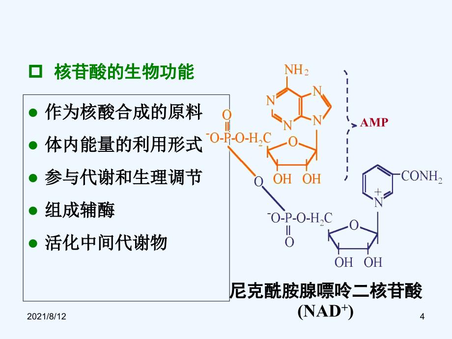 核苷酸代谢讲座_第4页