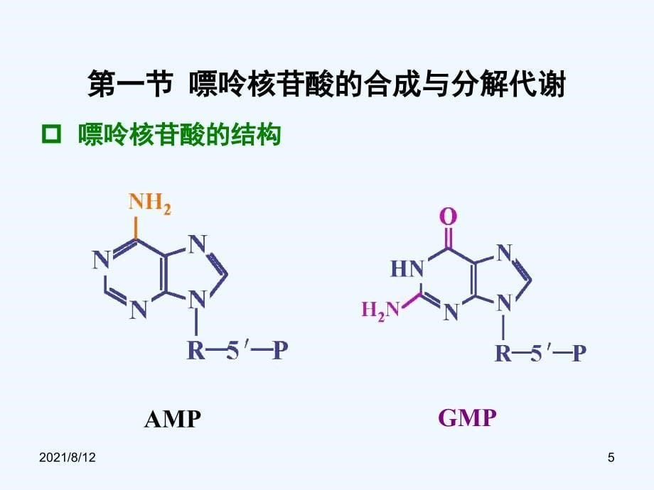 核苷酸代谢讲座_第5页