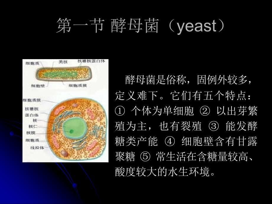 微生物教程yyd第三章真核微生物_第5页