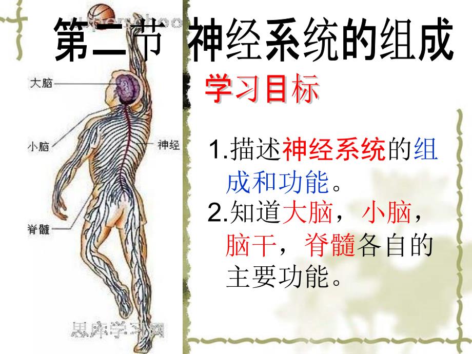 神经系统的组成上课课件_第4页