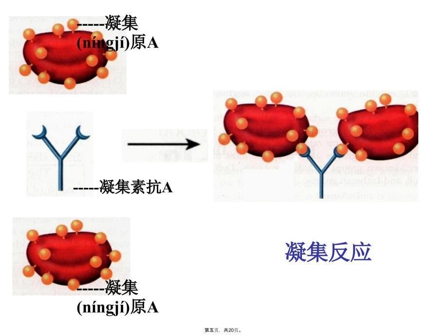 孟德尔遗传定律的扩展------教案资料_第5页