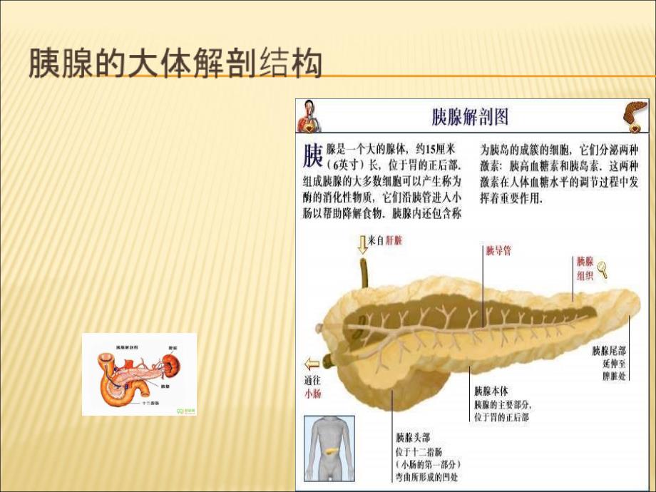 《胰腺的组织解剖》PPT课件_第1页
