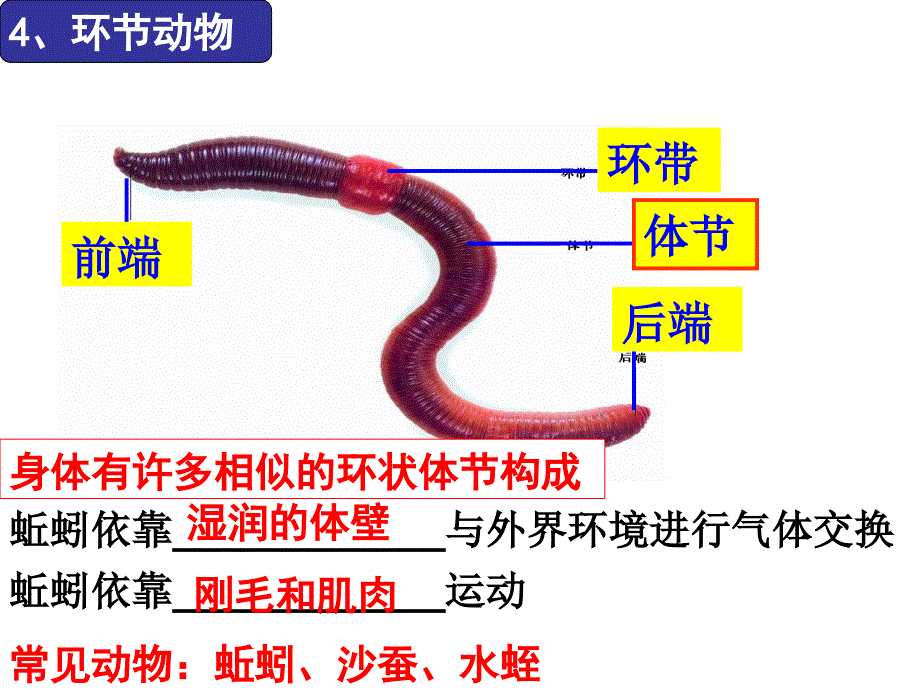 动物主要类群复习_第4页