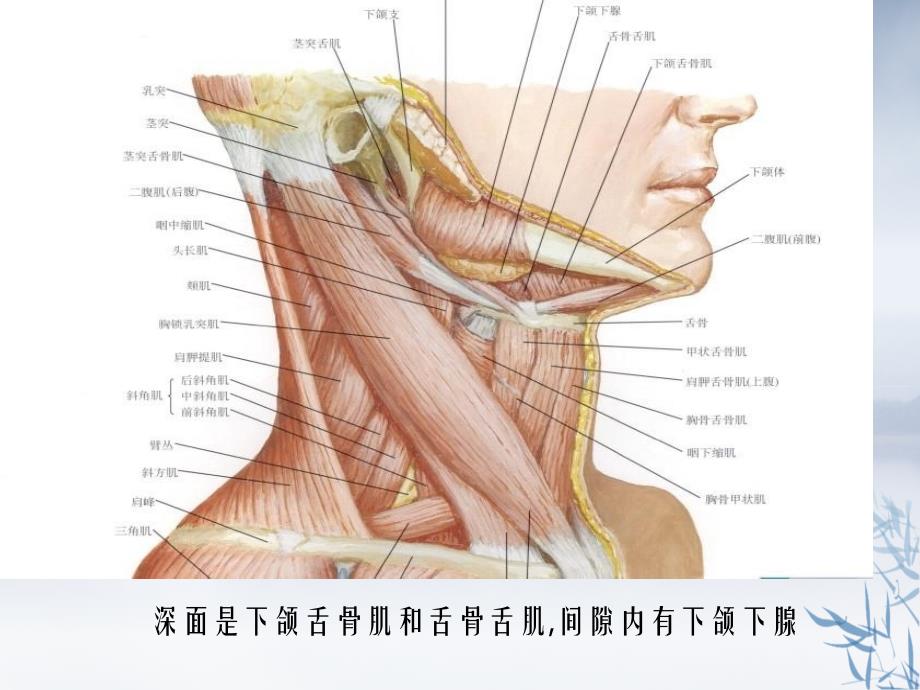 下颌下间隙感染_第3页