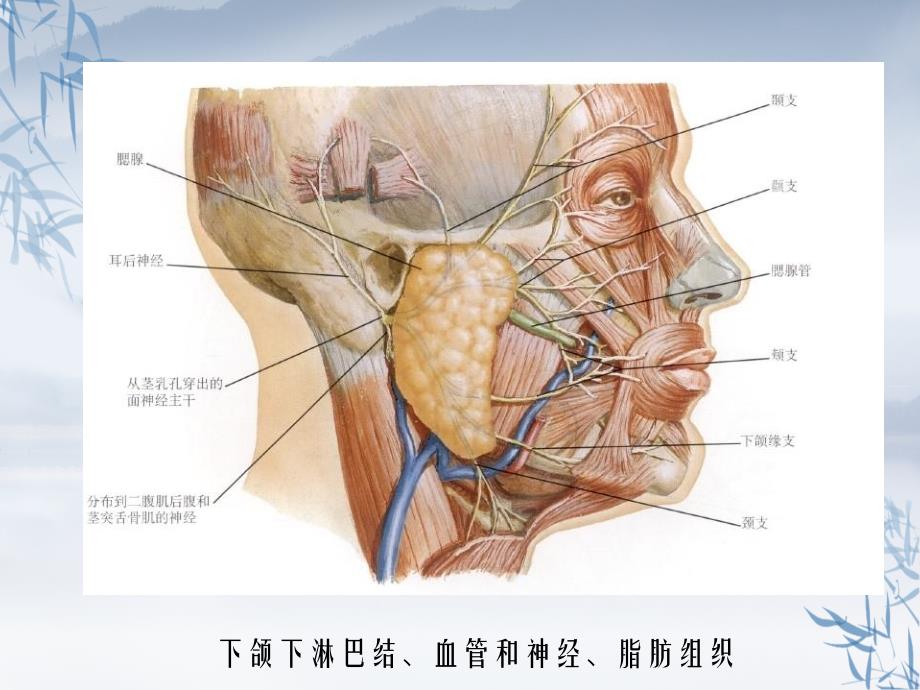 下颌下间隙感染_第4页