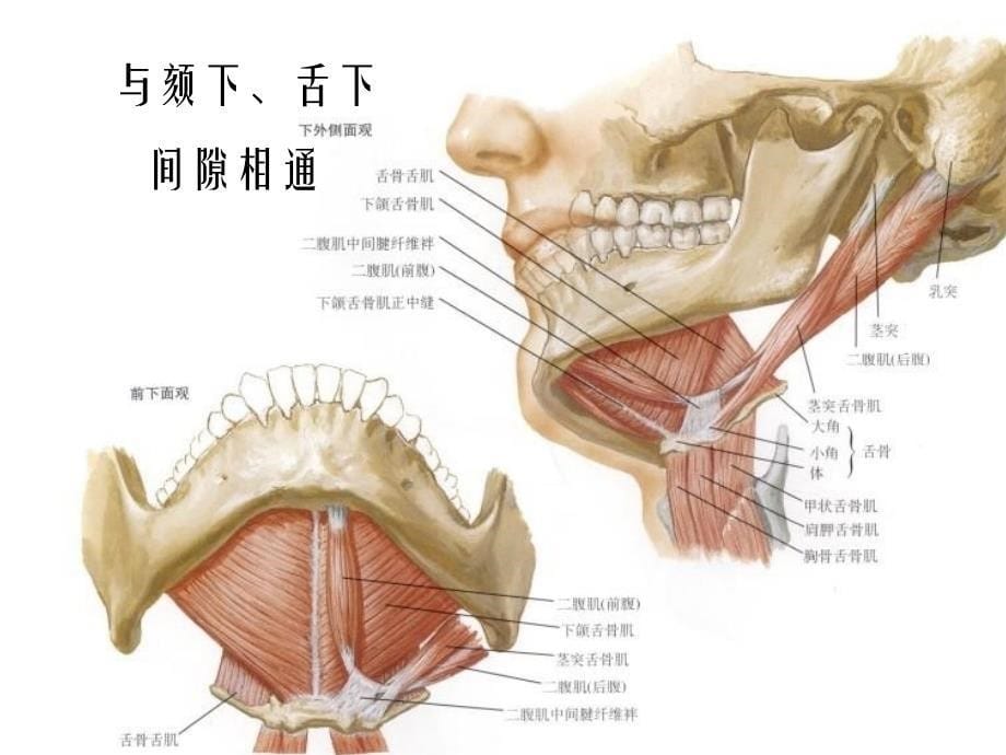 下颌下间隙感染_第5页