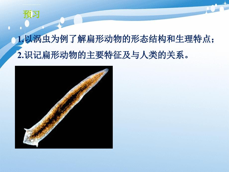 第七单元第一章第一节腔肠动物和扁形动物课件3_第1页