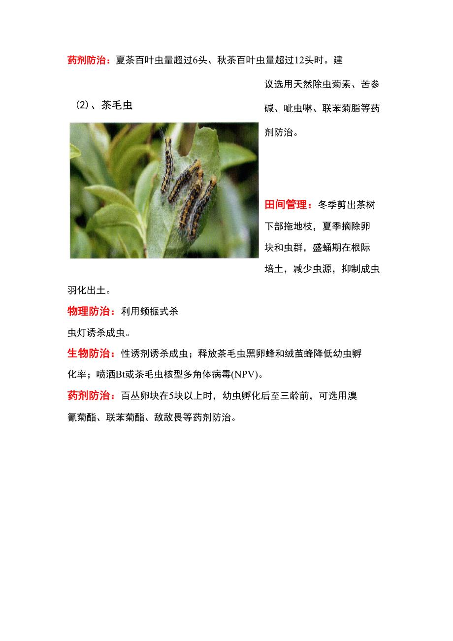 茶树常见病虫害防治措施_第3页