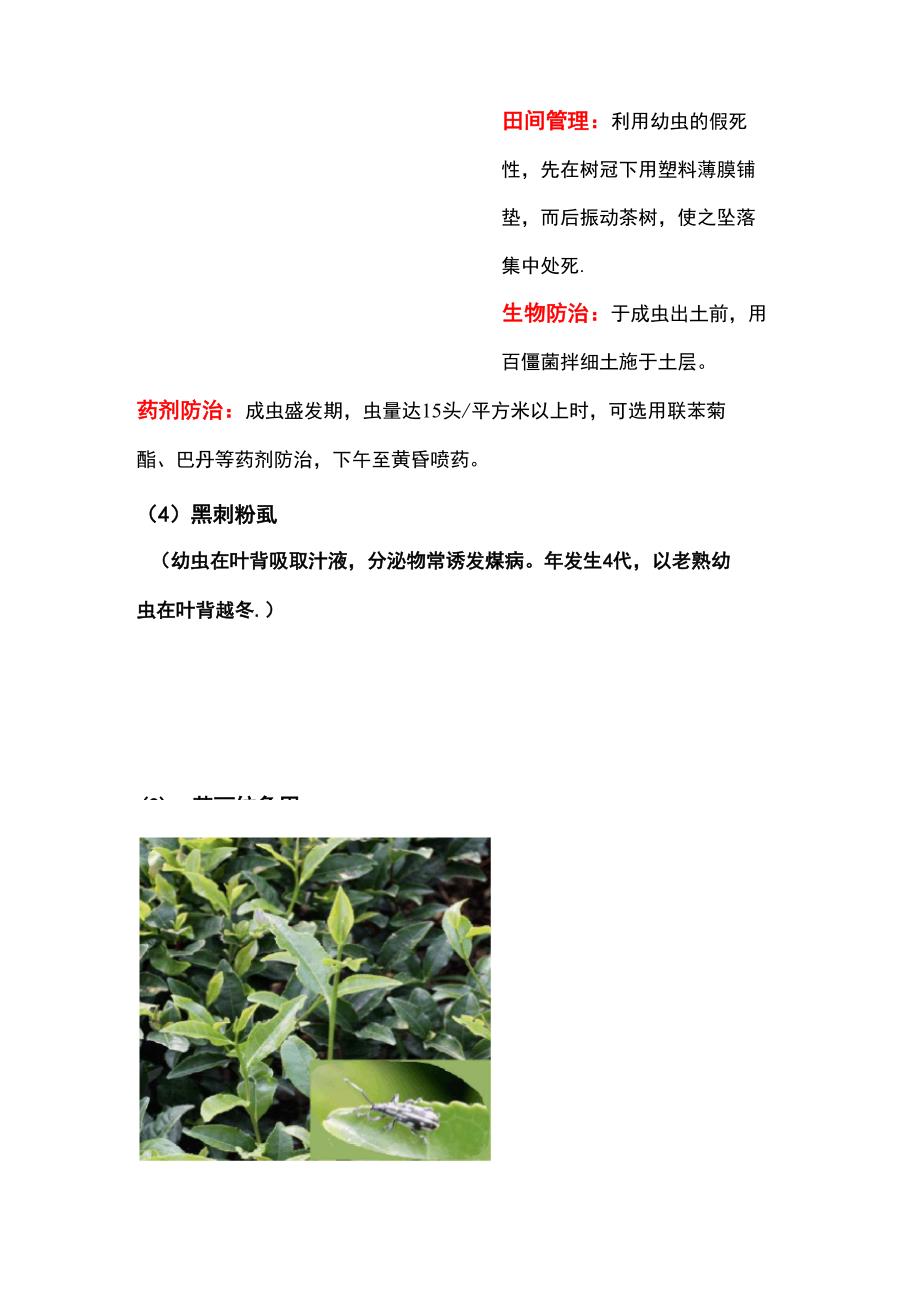 茶树常见病虫害防治措施_第4页