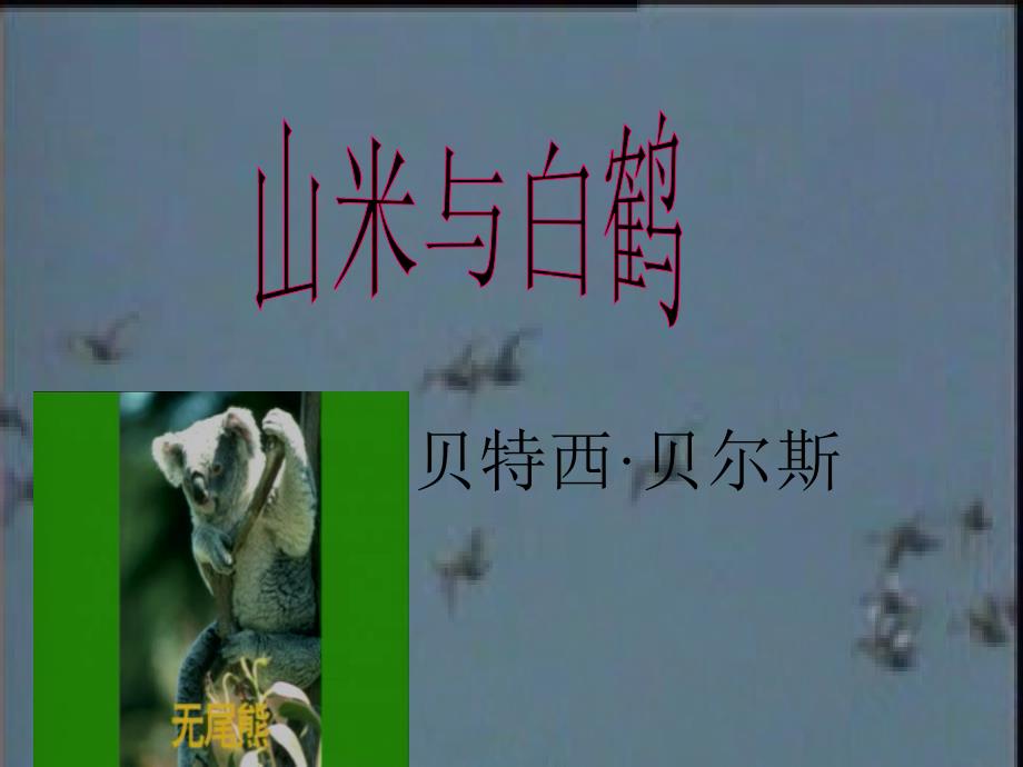 《山米与白鹤》课件2（10张PPT）（语文版八年级上）_第1页