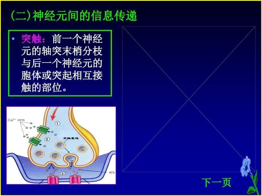 第三章神经hdp32_第5页