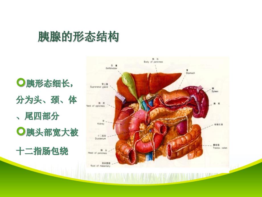 胰腺炎护理查房_第4页