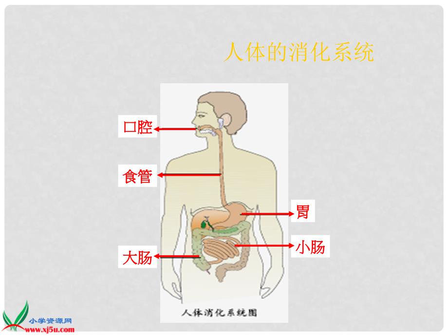 五年级科学上册课件 食物到哪里去了 2_第3页