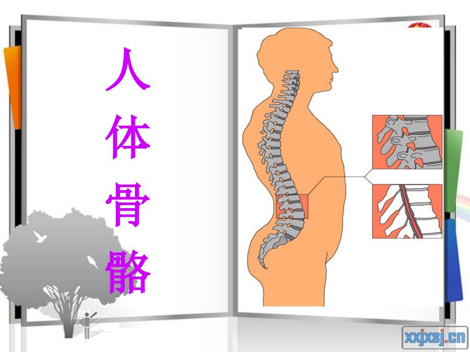 保护我们的骨骼和_第3页