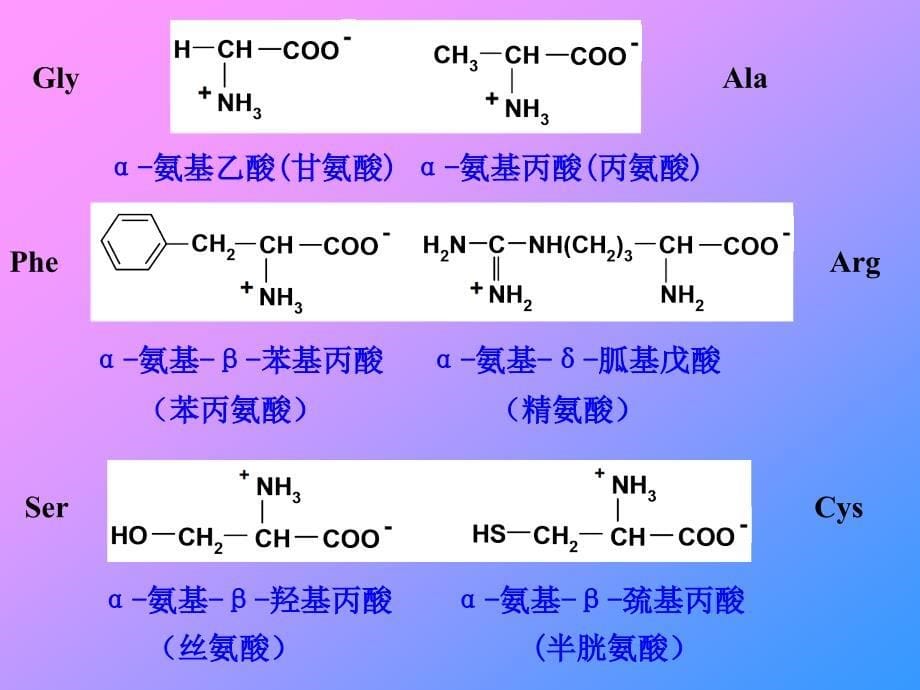 有机化学课件：第十七章氨基酸、多肽和蛋白质_第5页