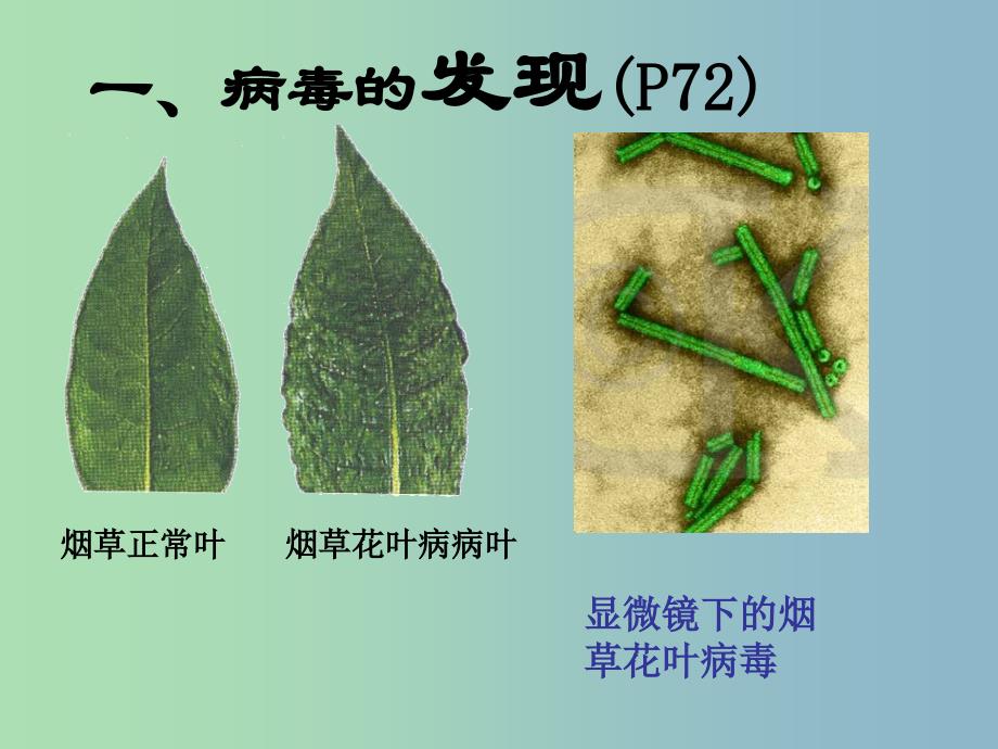 七年级生物上册 第二单元 第三章 第一节 病毒课件 （新版）济南版.ppt_第3页