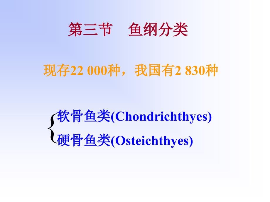 《鱼纲分类备用》PPT课件_第1页