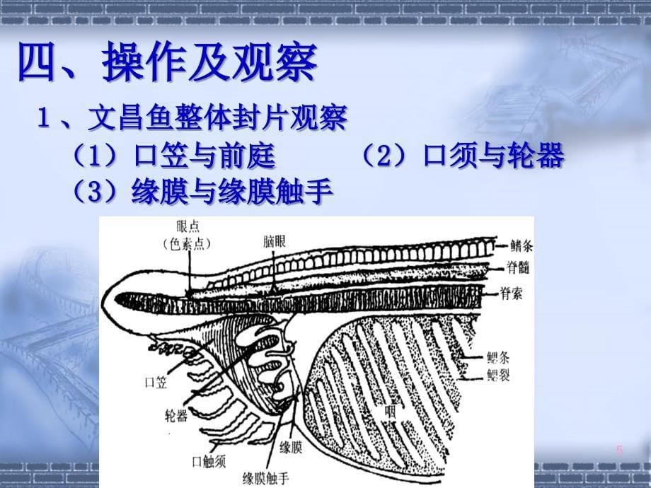 实验七 原索动物和鱼解剖_第5页