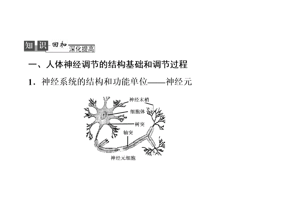 最新高考二轮复习313人体神经调节PPT文档_第2页