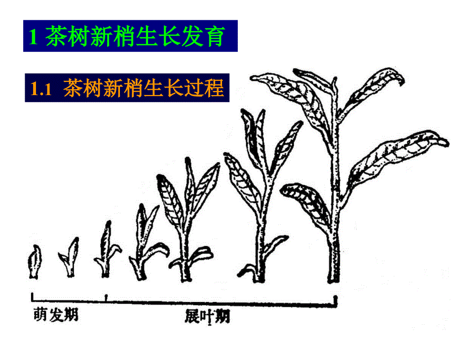 茶园艺学：茶树生长发育规律_第3页