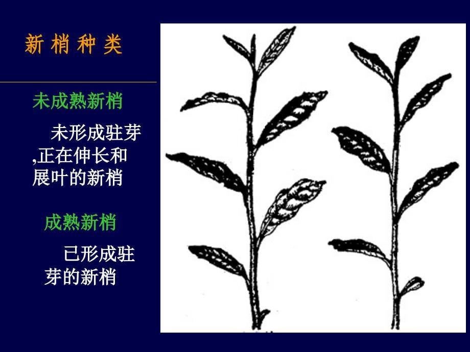 茶园艺学：茶树生长发育规律_第5页