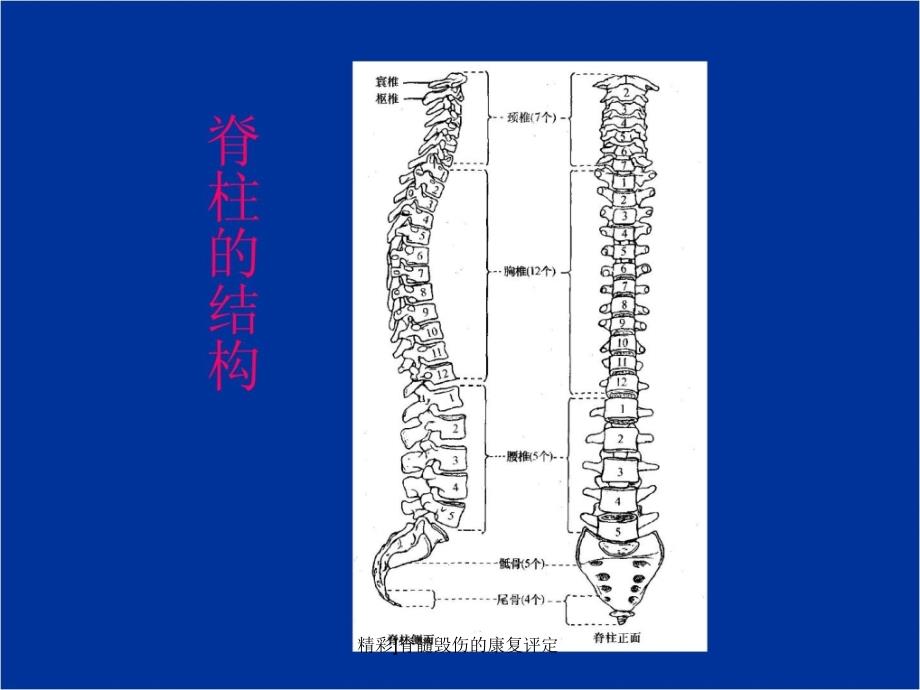 精彩脊髓毁伤的康复评定课件_第3页