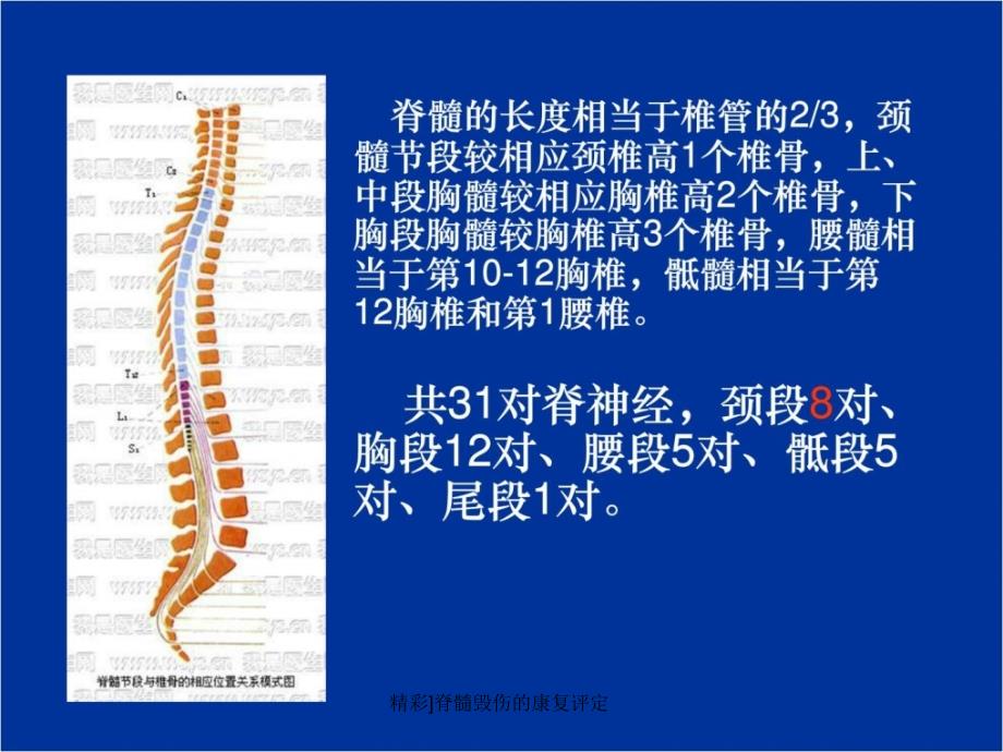 精彩脊髓毁伤的康复评定课件_第4页