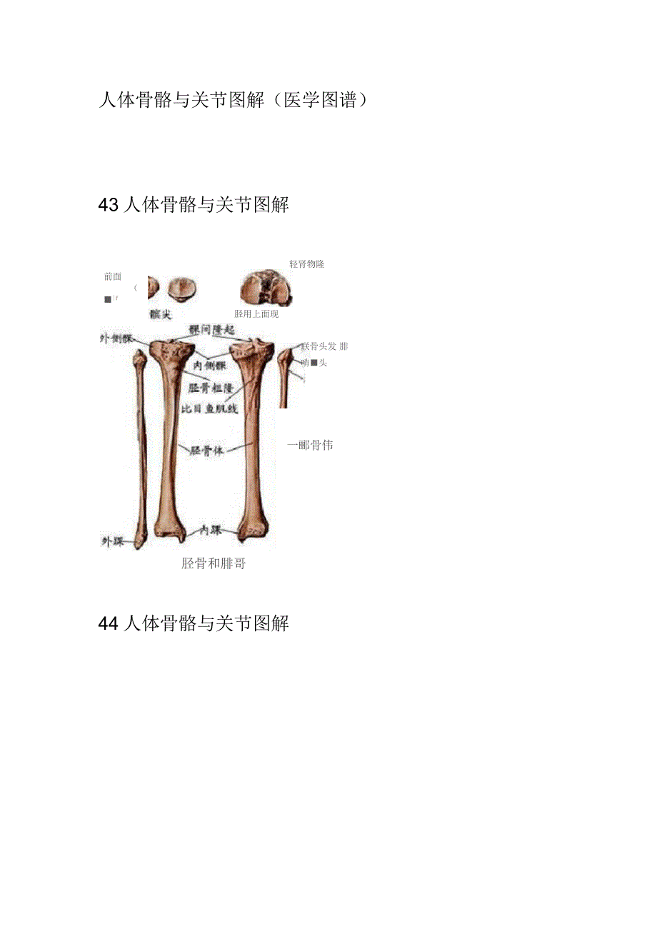 人体骨骼与关节图解_第1页