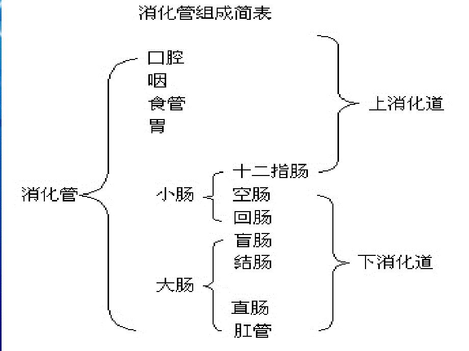 消化系统解剖生理_第3页