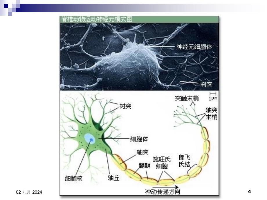 人体解剖生理学第二章心理的神经生理机制精选文档_第4页