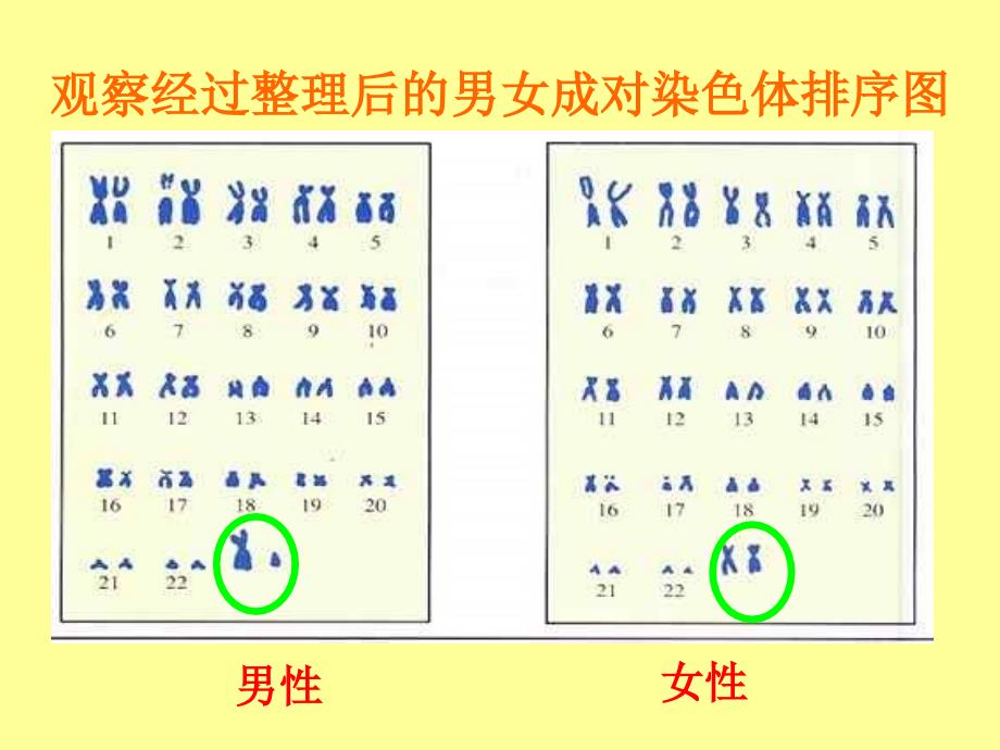 第四节遗传病和优生优育精品课件2_第1页