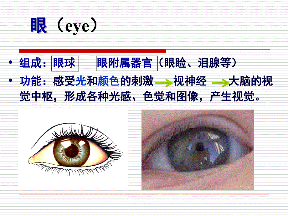 组织学与胚胎学：第十八章 眼和耳_第3页