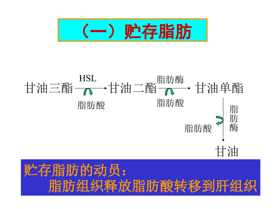 第29章脂类的生物合成共94页课件_第3页