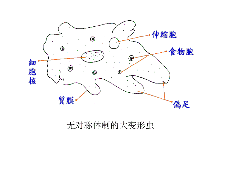 无脊椎动物演化_第4页