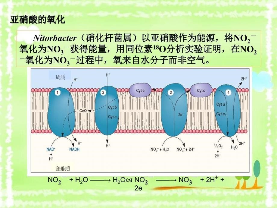 微生物代谢概述和要求_第5页