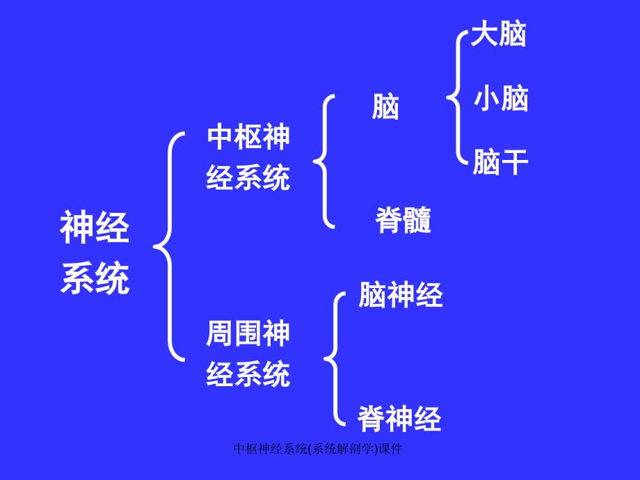 中枢神经系统系统解剖学课件_第2页