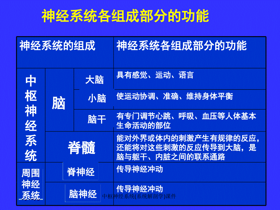 中枢神经系统系统解剖学课件_第3页