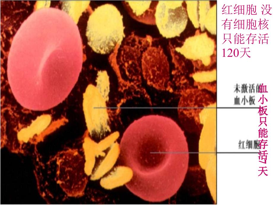 细胞核成型课件_第3页