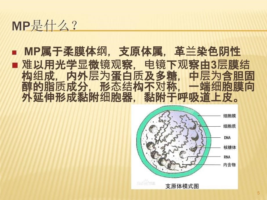 支原体肺炎专家共识ppt课件_第5页