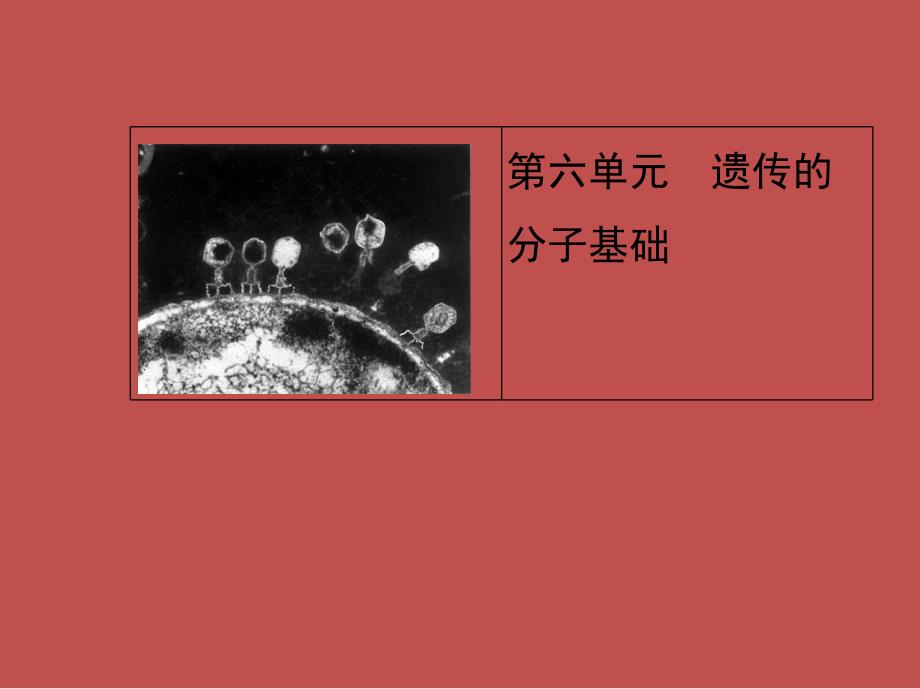 高三一轮复习61DNA是主要的遗传物质课件_第1页