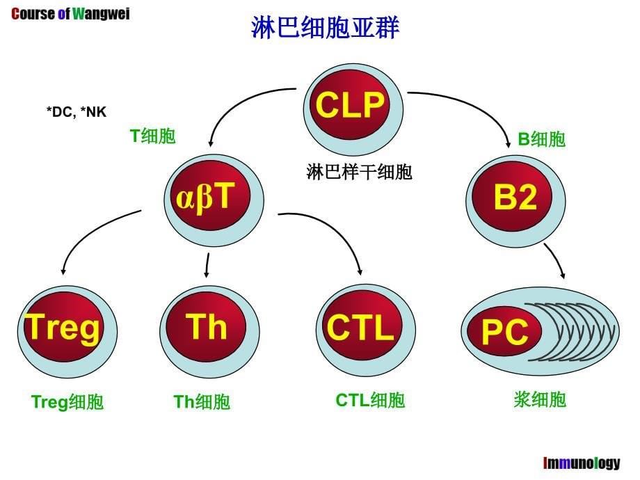 医学免疫学：第9章章 适应性免疫细胞及其主要生物作用_第5页