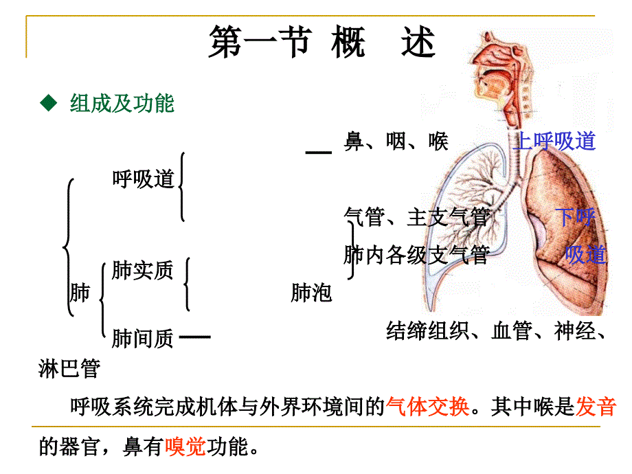 呼吸过程与调节PPT课件_第2页