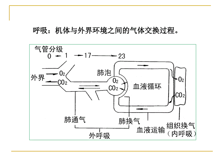 呼吸过程与调节PPT课件_第3页