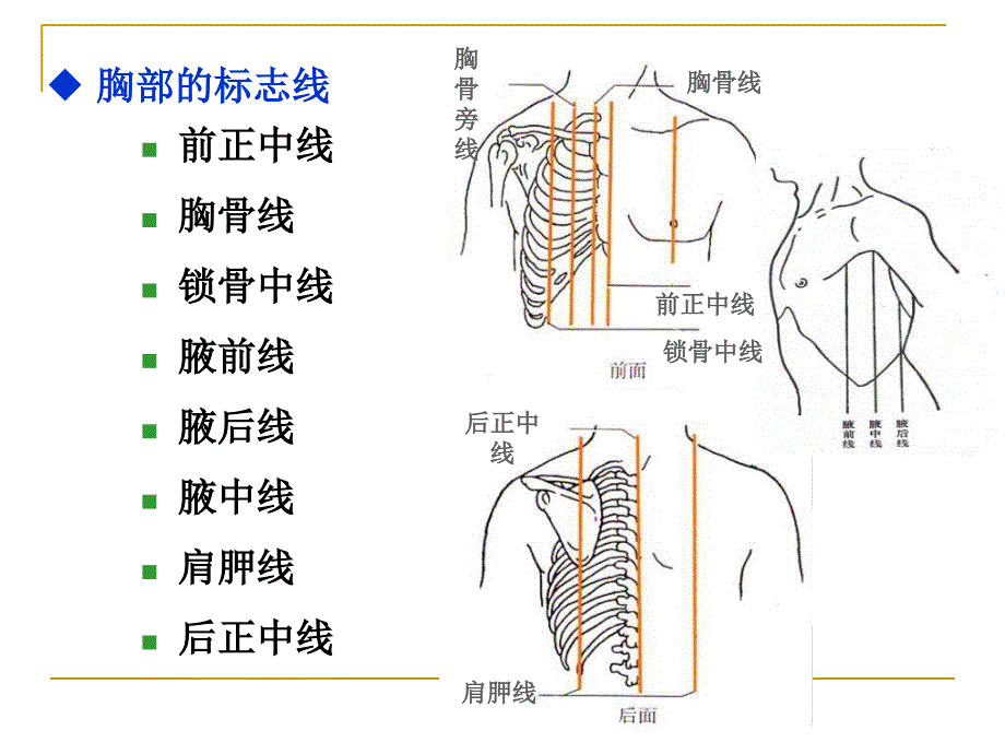 呼吸过程与调节PPT课件_第4页