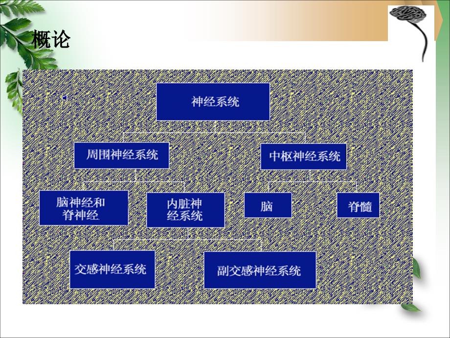 镇静催眠药护理药物学.ppt_第3页