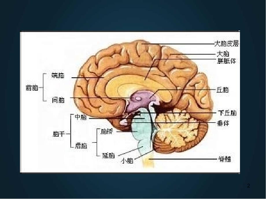 优质课件垂体危象的预防临床表现及治疗_第2页